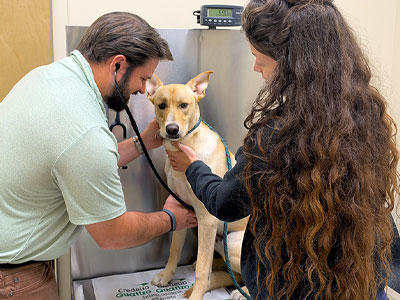 Middletown Pet Health