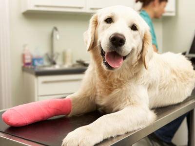 Emergency Vet Care