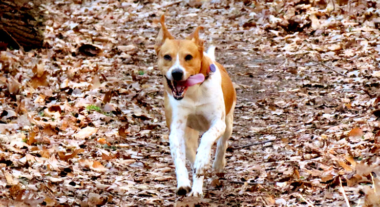 Middletown Veterinarian