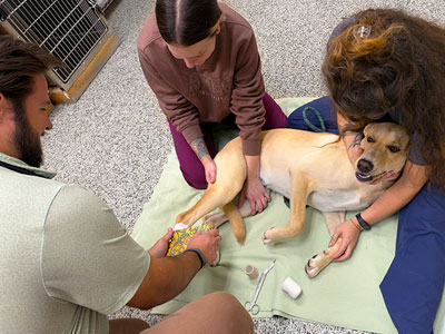 middletown pet wellness