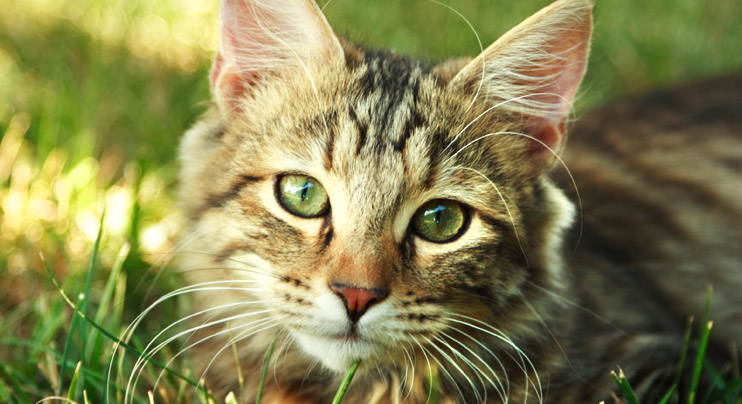 Animal Clinic in Middletown DE